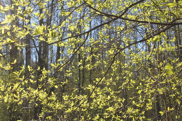 forest nature flowers sky the branches of the grass trees spring background abstraction