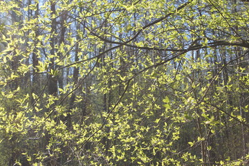 forest nature flowers sky the branches of the grass trees spring background abstraction