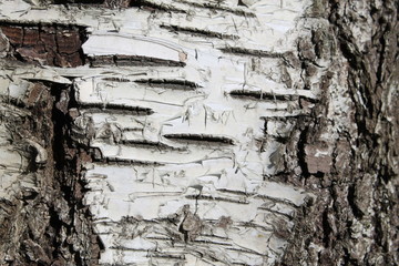 the texture of the tree bark background abstraction moss cracks