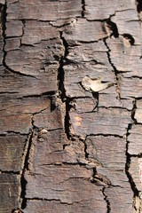the texture of the tree bark background abstraction moss cracks
