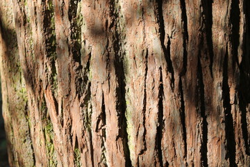 the texture of the tree bark background abstraction moss cracks