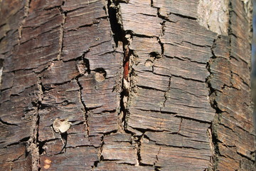 the texture of the tree bark background abstraction moss