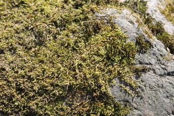 texture of stone background abstraction