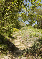 Fototapeta na wymiar Stone stairs in green sunny garden. Summer path in beautiful garden