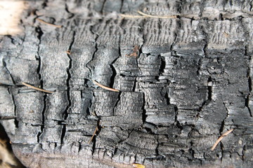 the texture of the tree bark background abstraction moss cracked coal