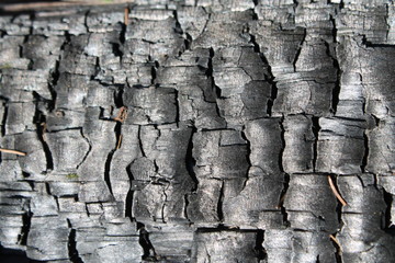 the texture of the tree bark background abstraction moss cracked coal