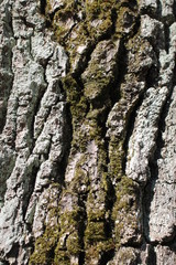 the texture of the tree bark background abstraction moss