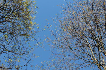 tforest nature flowers sky the branches of the grass trees springhe texture of the tree bark background abstraction moss cracked coal