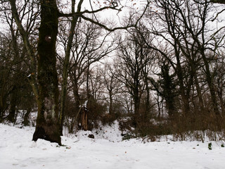 bosco innevato