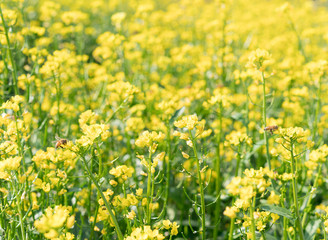 Obraz premium field of yellow flowers