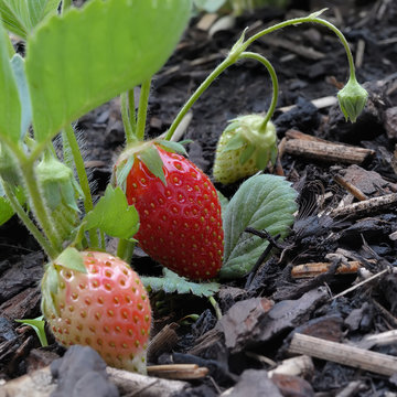 bient&ocirc;t l'&eacute;t&eacute;, mangez des fraises du jardin !