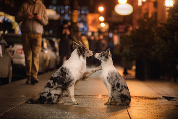 two dogs together in the city. love and friendship border collie