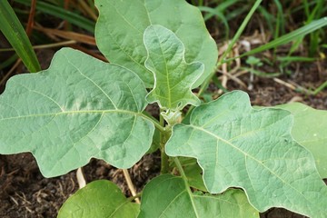 eggplant tree in nature garden