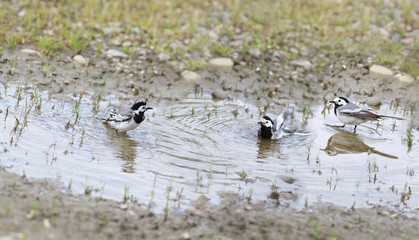 After the rain there were large puddles.  Wagtails bathe in a puddle.