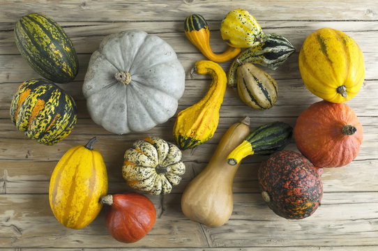 Different pumpkins on wood