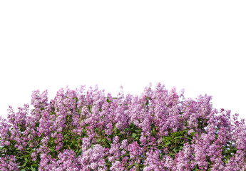 Blooming lilac. Lush clusters of purple lilac bushes isolated. The upper part of the shrub.