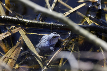 Blue frog in pond, spawning period