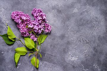 lilac branch on grey background