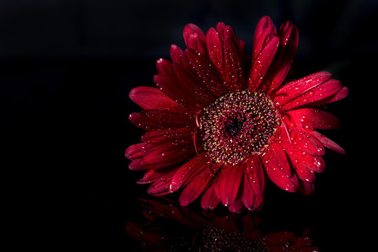 Fototapeta Red gerbera and reflection on black background with copy space