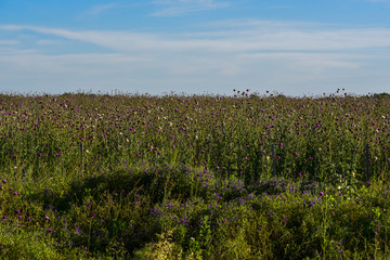 Wild flowers and pines, Patagonia