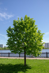 Green tree. Detached young tree.