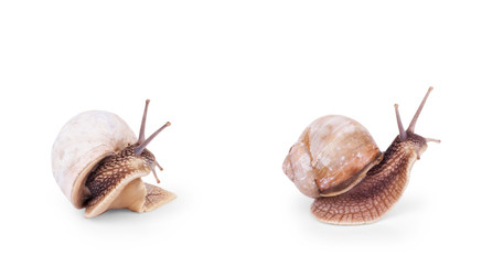 Garden snail isolated on white.