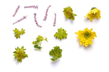 Buds of yellow Chrysanthemums and twigs. Mix of individual elements on a white background. Isolated..