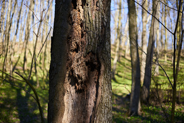 Evening forest March landscape. The concept of travel