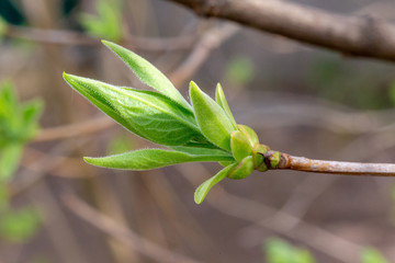Blossoming buds of trees