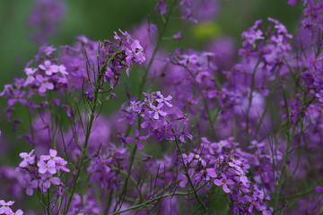 Spring.  Rain drops on purple of wild lilacs.