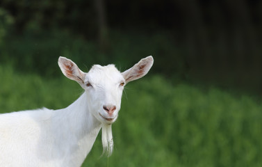 White goat, with a beard on a background of green grass ....