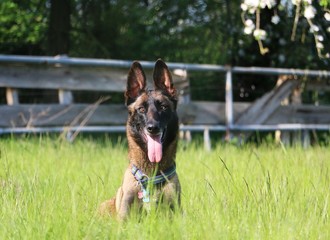 beautiful belgian malinois portrait in the garden