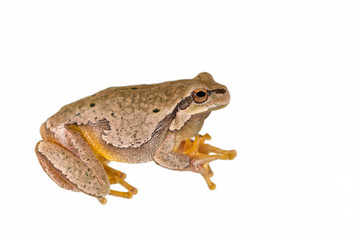 Obraz premium European green tree frog (Hyla arborea) isolated on white background