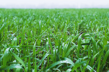 Close-up of green leaves of young wheat on a wheat field in spring. Close-up of morning dew leaves on wheat leaves