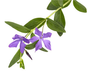 Blue flower of periwinkle, lat. Vinca, isolated on white background