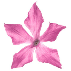 Pink flower of periwinkle, lat. Vinca, isolated on white background