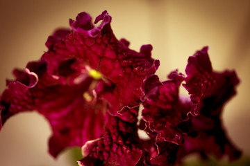 Macro photo of a dark red Streptocarpus flower on a blurred background in bokeh style