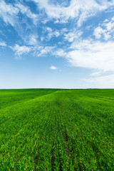A green wheat field against a blue sky with clouds. Juicy Ful Color Green