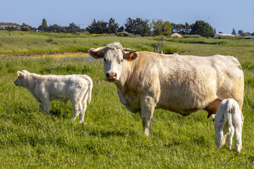 Vache nantaise et veau  en cours d'allaitement