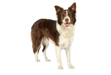 Collie border dog looking at the camera