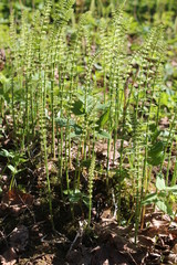 horsetail nature flowers sky the branches of the grass trees spring background abstraction