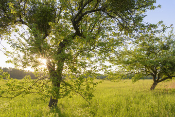 Tree at sunset, Germany, Europe