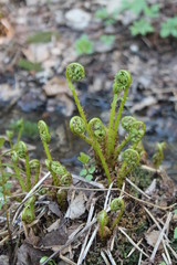 young ferns flowers nature sky branches of the grass trees spring background abstraction