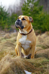 Fawn Ca de Bou dog (Mallorquin mastiff) sitting outdoors on a yellow dry grass in spring