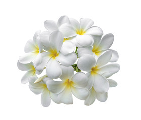 Tropical flowers frangipani (plumeria) isolated on white background