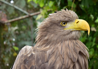 Naklejka premium eagle closeup