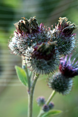 Blooming thistle with fluffy florets. Nature abstraction.
