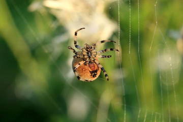 Spider on a spider web seen from the bottom resembling an alien in appearance.