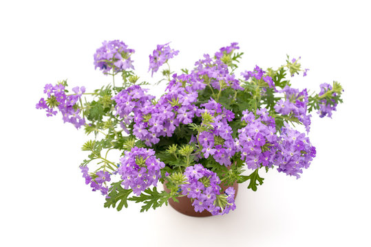 Verbena
