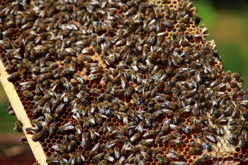 Bienenvolk